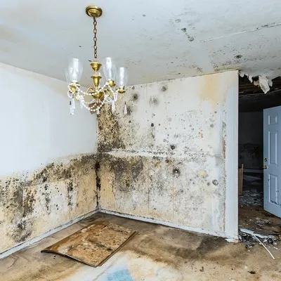 Rainbow Restoration of Pasadena Profile Photo - Water Damage Restoration in Pasadena CA
